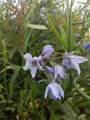 Solanum amygdalifolium
