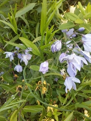 Solanum amygdalifolium