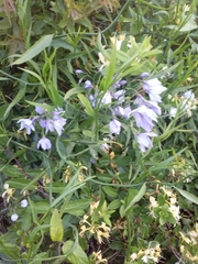 Solanum amygdalifolium