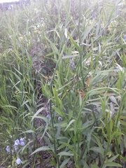 Solanum amygdalifolium