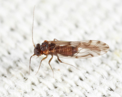 Lachesilla nubilis