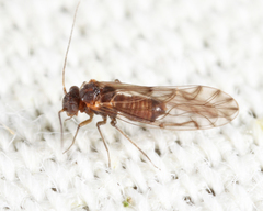 Lachesilla nubilis