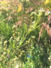 Lespedeza leptostachya