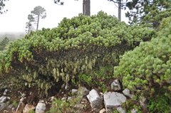 Pinus culminicola