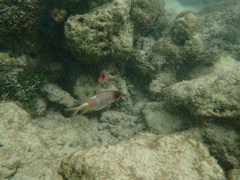 Holocentrus adscensionis