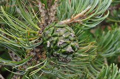 Pinus culminicola