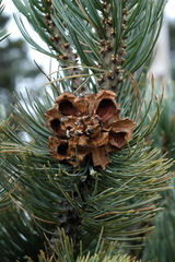 Pinus culminicola