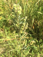 Lespedeza leptostachya