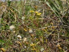 Senecio subulatus erectus