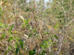 Austrobrickellia