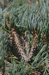 Pinus culminicola