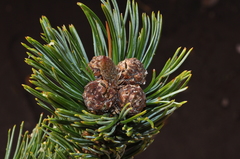 Pinus culminicola