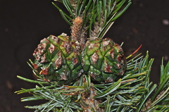 Pinus culminicola
