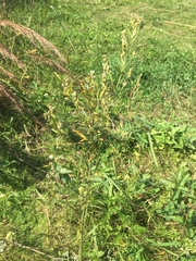 Lespedeza leptostachya