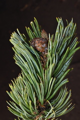 Pinus culminicola