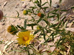 Grindelia pulchella