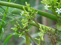 Vasconcellea cauliflora