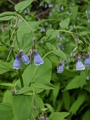 Mertensia paniculata