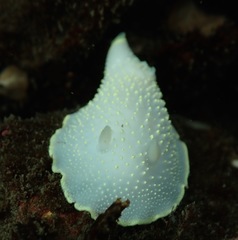 Cadlina