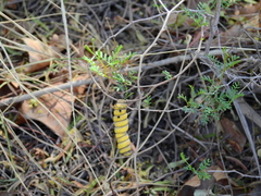 Prosopis strombulifera