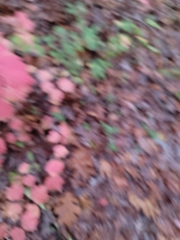 Viburnum acerifolium