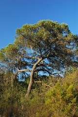 Pinus cembroides orizabensis