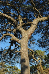 Pinus cembroides orizabensis