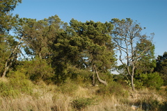 Pinus cembroides orizabensis