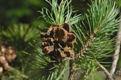 Pinus cembroides orizabensis