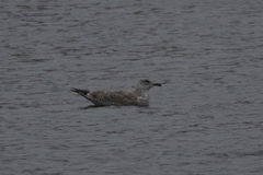 Larus argentatus