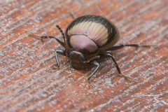 Amarygmus