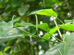 Piper tuberculatum