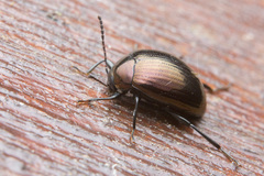 Amarygmus