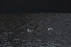 Chroicocephalus ridibundus