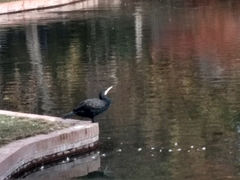 Phalacrocorax carbo