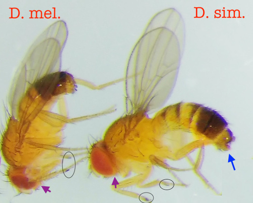 Common fruit fly, Vinegar fly photo 3