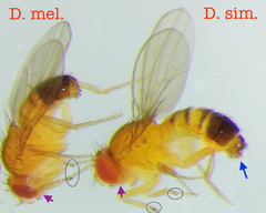 Drosophila simulans
