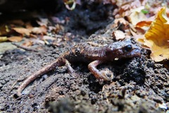 Speleomantes italicus