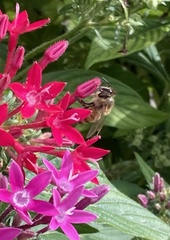 Apis mellifera image