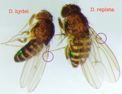 Drosophila repleta