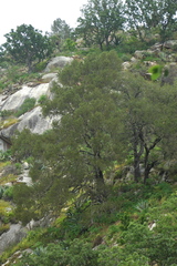 Pinus cembroides lagunae
