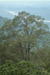 Pinus cembroides lagunae