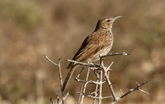 Certhilauda subcoronata