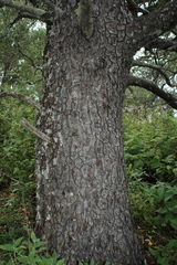 Pinus cembroides lagunae