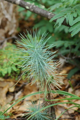 Pinus cembroides lagunae