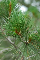 Pinus cembroides lagunae