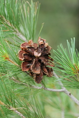 Pinus cembroides lagunae