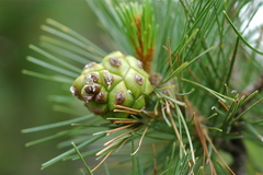 Pinus cembroides lagunae