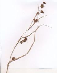 Rhynchospora glomerata