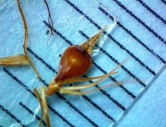 Rhynchospora glomerata